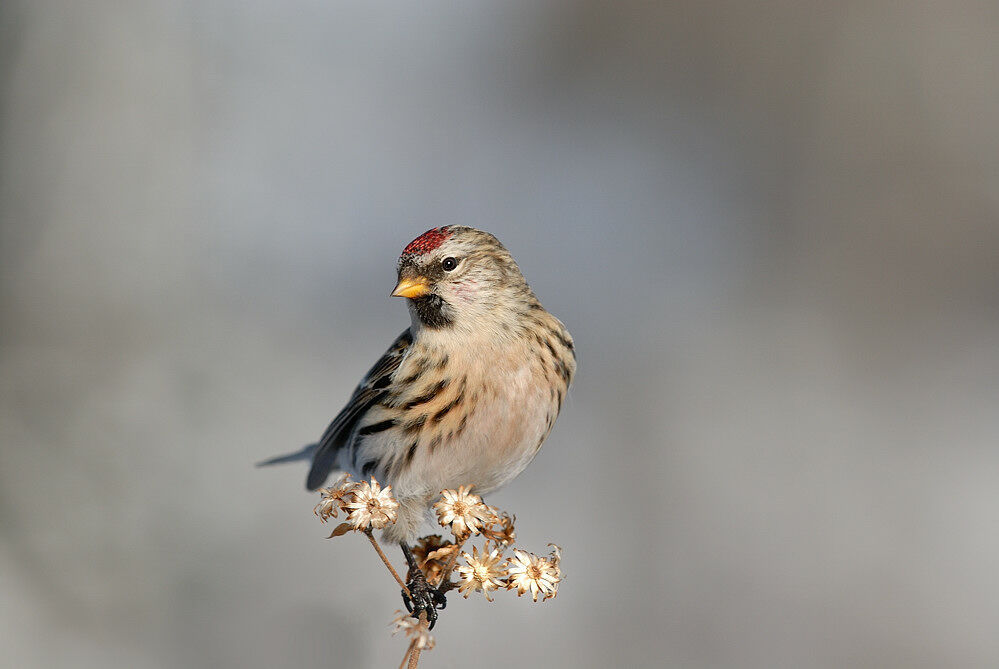 Common Redpoll