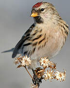 Common Redpoll