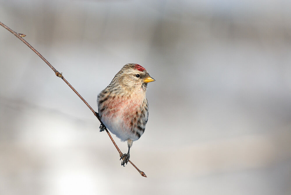 Common Redpoll