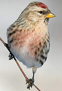 Common Redpoll