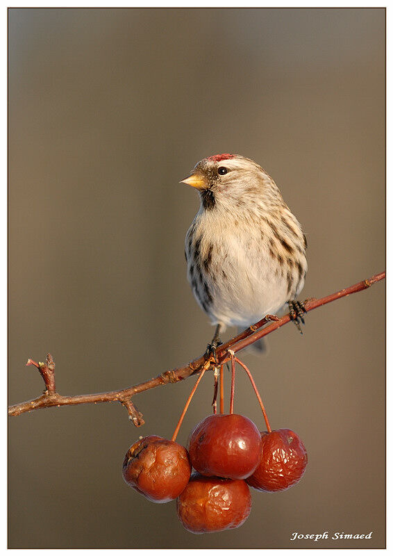 Common Redpoll