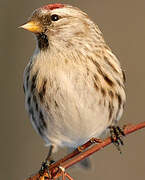 Common Redpoll