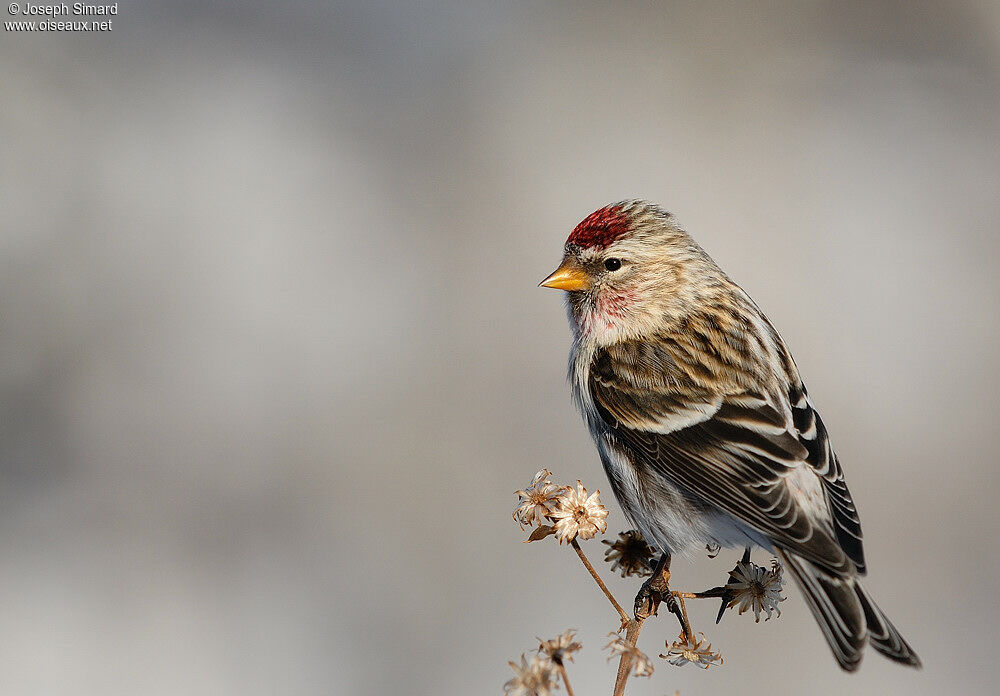 Common Redpoll male