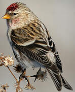 Common Redpoll