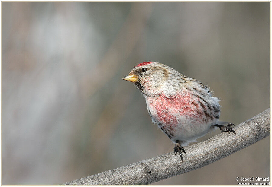 Common Redpoll male