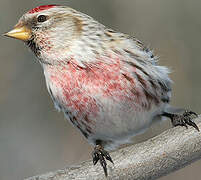 Common Redpoll