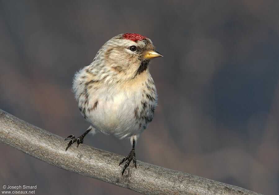 Common Redpoll female