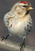 Common Redpoll