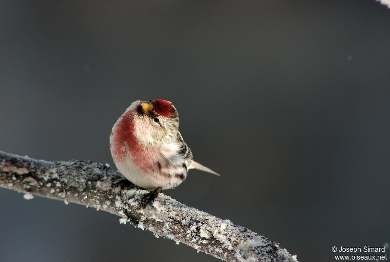 Common Redpoll