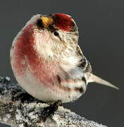 Common Redpoll