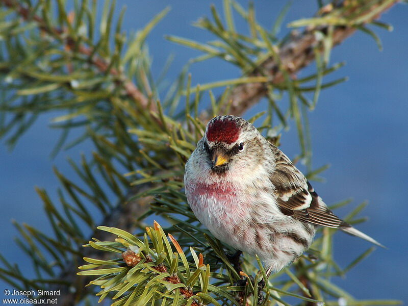 Common Redpoll