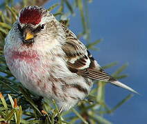 Common Redpoll