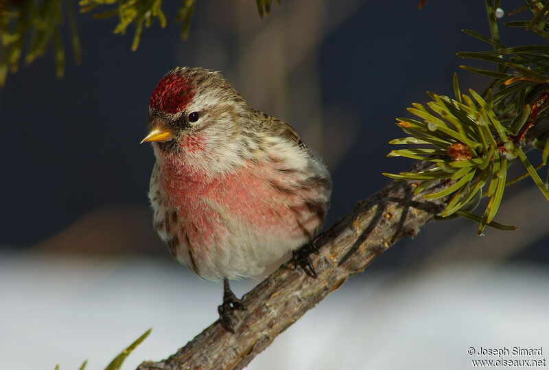 Common Redpoll