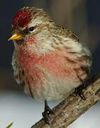 Common Redpoll