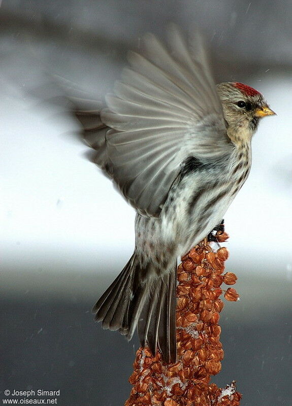 Common Redpoll