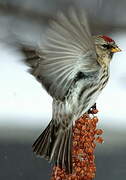 Common Redpoll