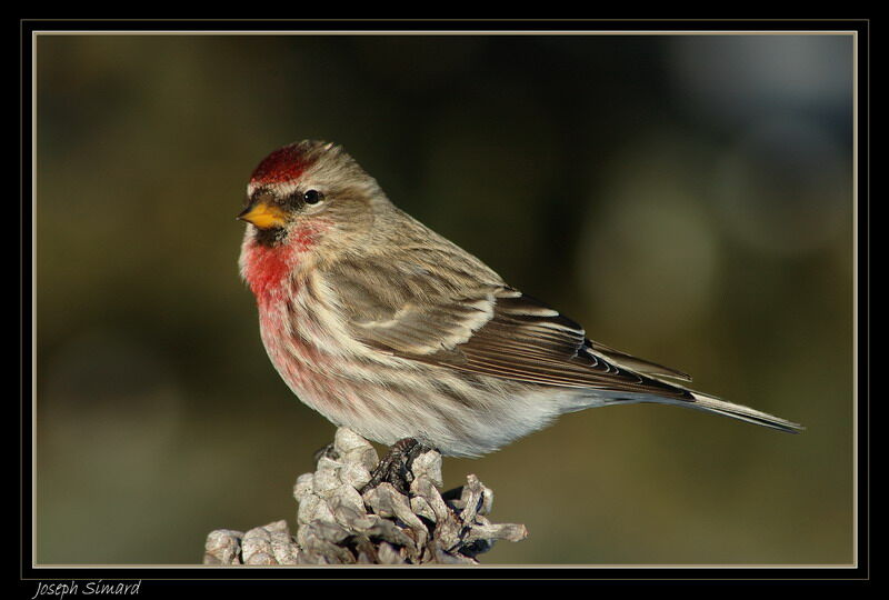 Common Redpoll