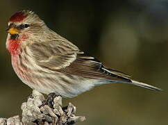 Common Redpoll