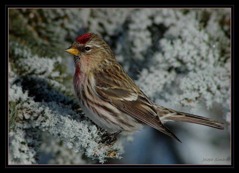 Common Redpoll