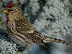 Common Redpoll