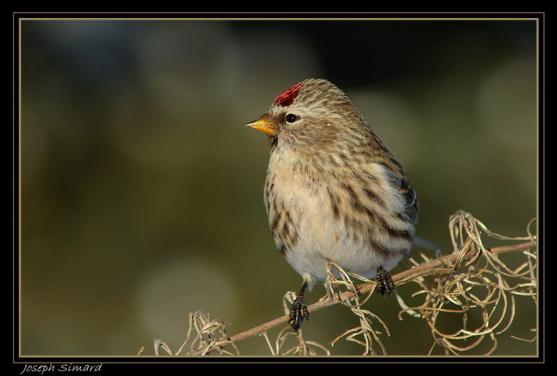 Common Redpoll