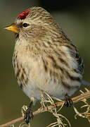 Common Redpoll