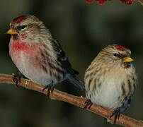 Common Redpoll