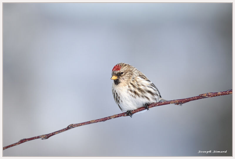 Common Redpoll