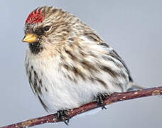 Common Redpoll