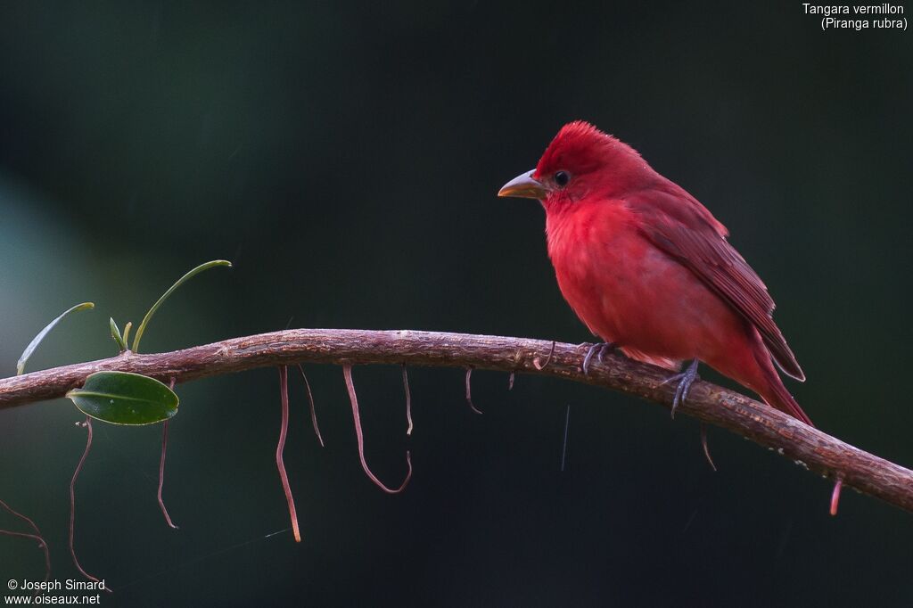 Summer Tanager