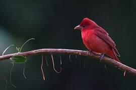 Summer Tanager