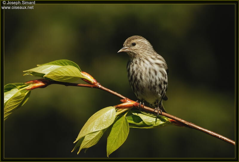 Pine Siskin