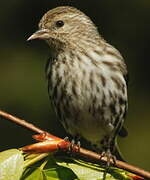 Pine Siskin