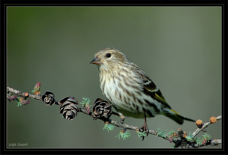 Pine Siskin