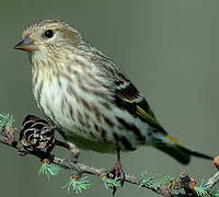 Pine Siskin