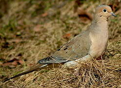 Mourning Dove