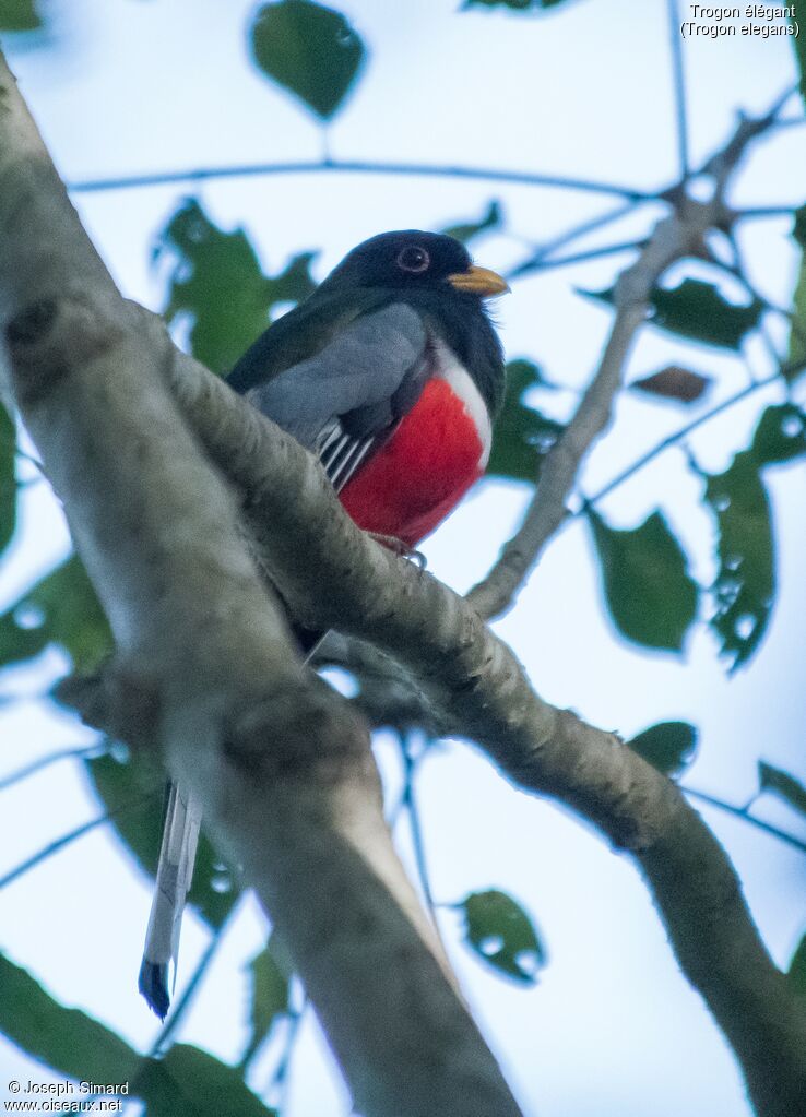 Elegant Trogon male