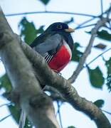 Trogon élégant