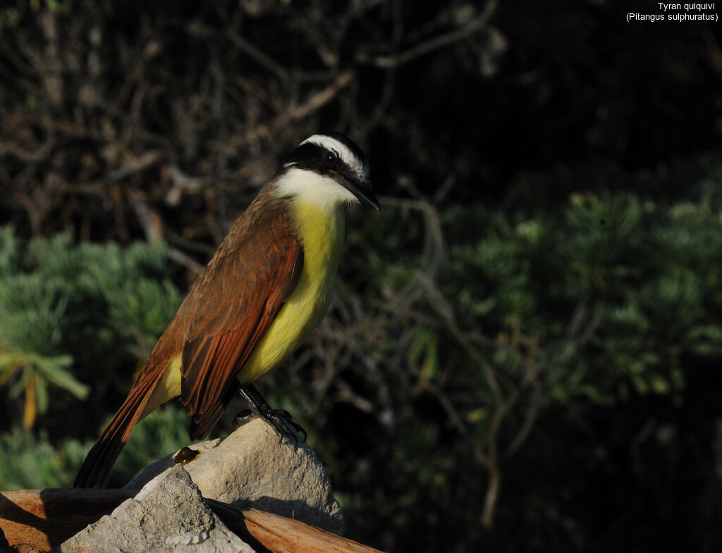 Great Kiskadee