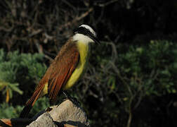 Great Kiskadee