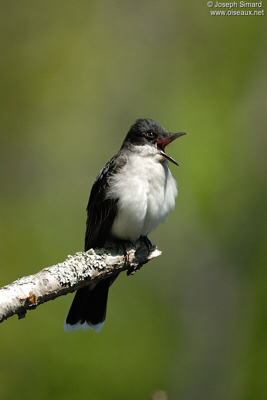 Eastern Kingbird