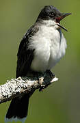 Eastern Kingbird