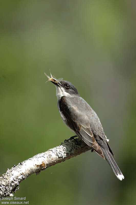 Eastern Kingbirdadult, feeding habits