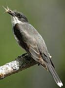 Eastern Kingbird