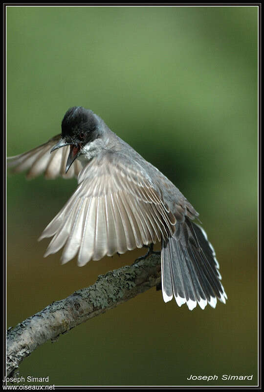 Eastern Kingbirdadult, courting display, Behaviour