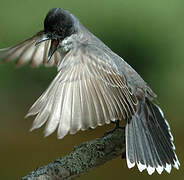 Eastern Kingbird