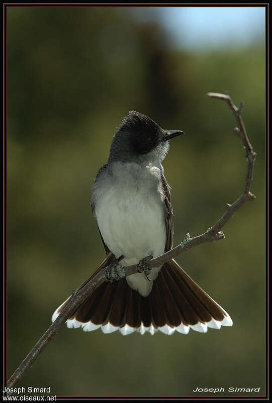 Eastern Kingbirdadult, Behaviour