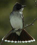 Eastern Kingbird