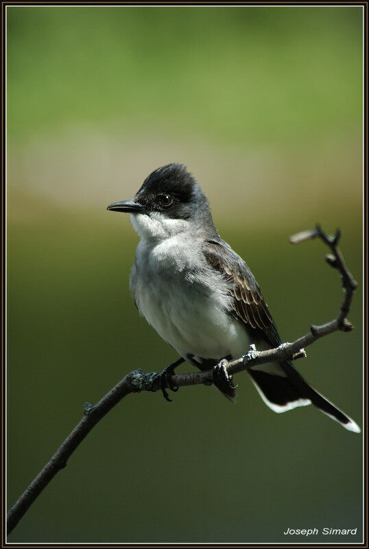 Eastern Kingbird