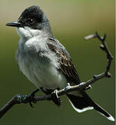 Eastern Kingbird